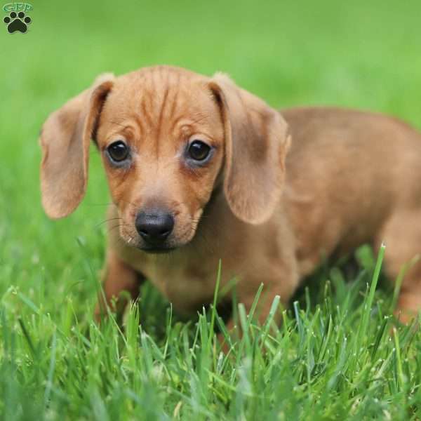 Willow, Dachshund Puppy